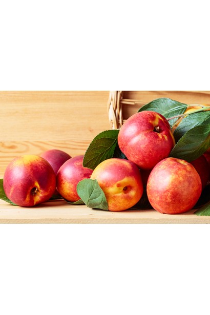 Prunus persica var. nucipersica ‘Prince William’